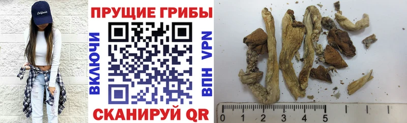 ссылка на мегу ТОР  Спасск-Дальний  Псилоцибиновые грибы Psilocybine cubensis 